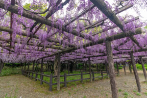 森津の藤公園、藤、5月の夏の花、愛知県弥富市の観光・撮影スポットの名所