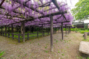 森津の藤公園、藤、5月の夏の花、愛知県弥富市の観光・撮影スポットの名所