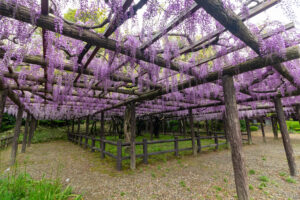 森津の藤公園、藤、5月の夏の花、愛知県弥富市の観光・撮影スポットの名所