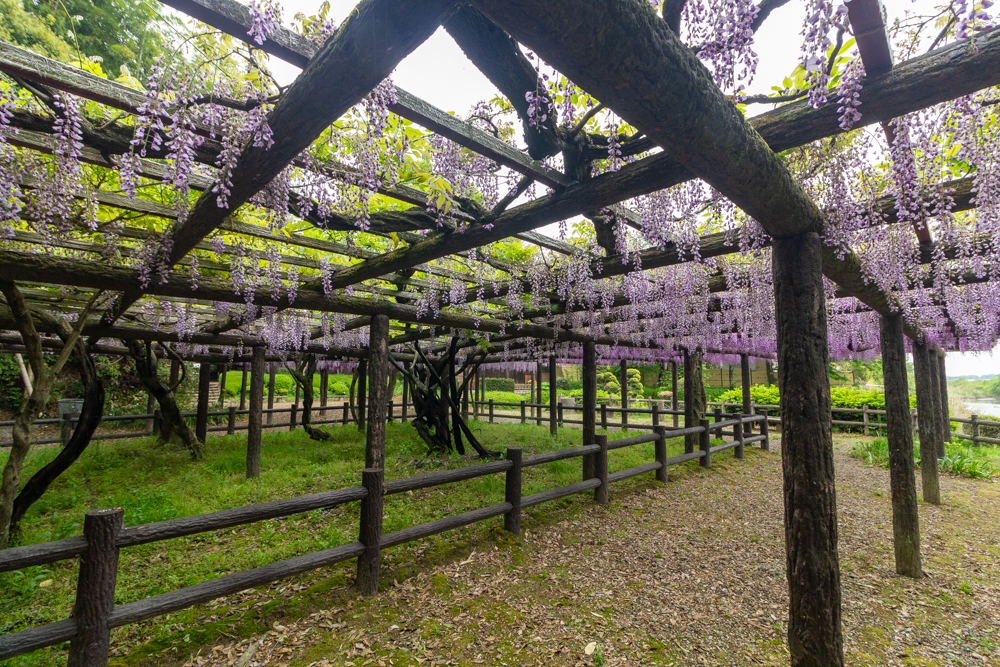 森津の藤公園、藤、5月の夏の花、愛知県弥富市の観光・撮影スポットの名所