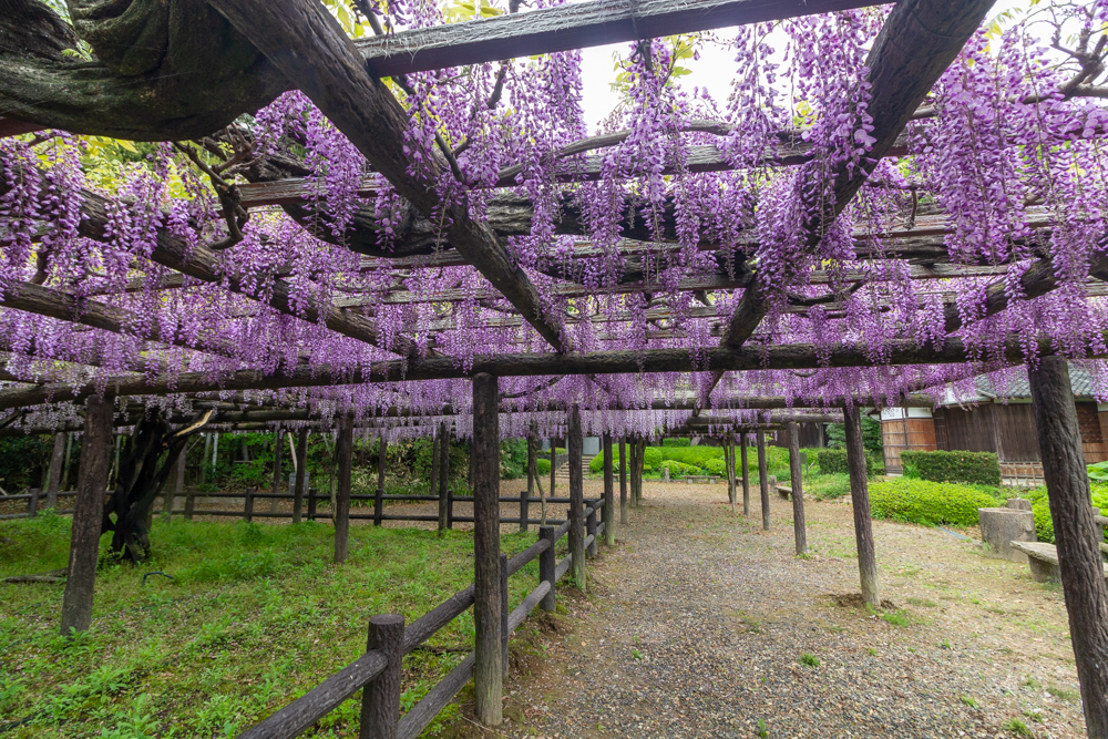 森津の藤公園、藤、5月の夏の花、愛知県弥富市の観光・撮影スポットの名所