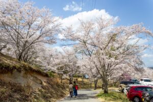 苗木城跡、桜、4月の春の花、岐阜県中津川市の観光・撮影スポットの名所