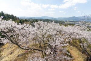 苗木城跡、桜、4月の春の花、岐阜県中津川市の観光・撮影スポットの名所