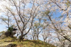 苗木城跡、桜、4月の春の花、岐阜県中津川市の観光・撮影スポットの名所