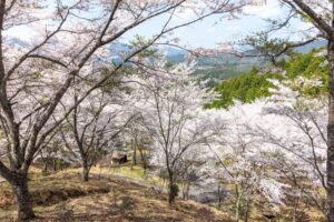 苗木城跡、桜、4月の春の花、岐阜県中津川市の観光・撮影スポットの名所