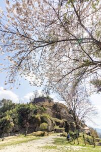 苗木城跡、桜、4月の春の花、岐阜県中津川市の観光・撮影スポットの名所