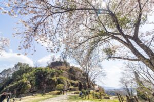 苗木城跡、桜、4月の春の花、岐阜県中津川市の観光・撮影スポットの名所
