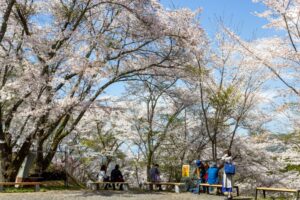 苗木城跡、桜、4月の春の花、岐阜県中津川市の観光・撮影スポットの名所