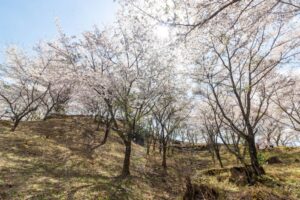 苗木城跡、桜、4月の春の花、岐阜県中津川市の観光・撮影スポットの名所