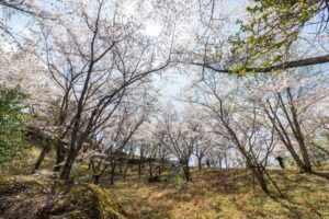 苗木城跡、桜、4月の春の花、岐阜県中津川市の観光・撮影スポットの名所