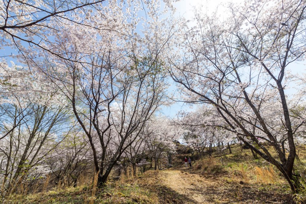 苗木城跡、桜、4月の春の花、岐阜県中津川市の観光・撮影スポットの名所