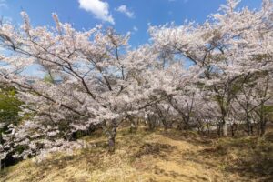 苗木城跡、桜、4月の春の花、岐阜県中津川市の観光・撮影スポットの名所