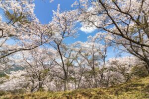 苗木城跡、桜、4月の春の花、岐阜県中津川市の観光・撮影スポットの名所
