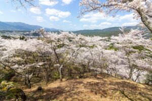 苗木城跡、桜、4月の春の花、岐阜県中津川市の観光・撮影スポットの名所