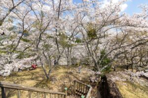 苗木城跡、桜、4月の春の花、岐阜県中津川市の観光・撮影スポットの名所