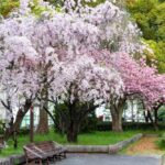 名古屋市市政資料館、しだれ桜、4月春の花、名古屋市東区の観光・撮影スポットの名所