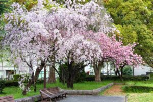 名古屋市市政資料館、しだれ桜、4月春の花、名古屋市東区の観光・撮影スポットの名所