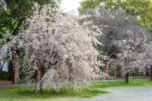 名古屋市市政資料館、しだれ桜、4月春の花、名古屋市東区の観光・撮影スポットの名所