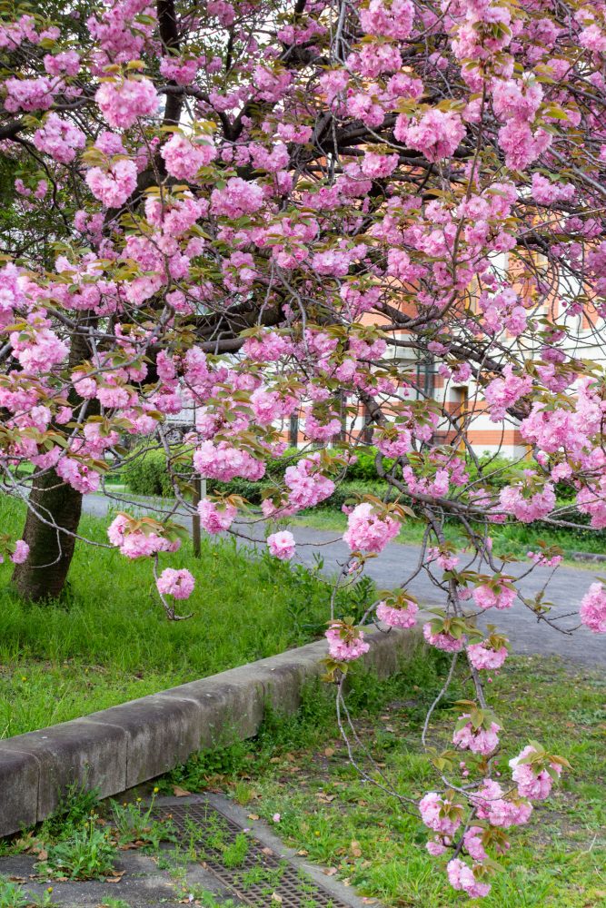 名古屋市市政資料館、八重桜、4月春の花、名古屋市東区の観光・撮影スポットの名所