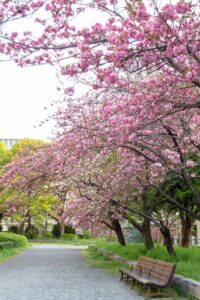 名古屋市市政資料館、八重桜、4月春の花、名古屋市東区の観光・撮影スポットの名所