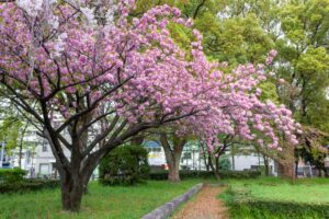 名古屋市市政資料館、八重桜、4月春の花、名古屋市東区の観光・撮影スポットの名所