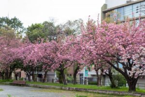 名古屋市市政資料館、八重桜、4月春の花、名古屋市東区の観光・撮影スポットの名所