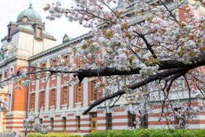 名古屋市市政資料館、しだれ桜、4月春の花、名古屋市東区の観光・撮影スポットの名所