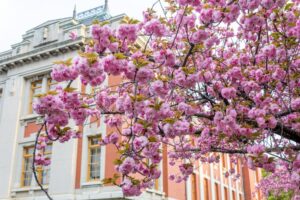 名古屋市市政資料館、八重桜、4月春の花、名古屋市東区の観光・撮影スポットの名所