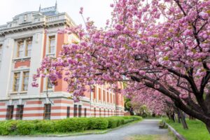 名古屋市市政資料館、八重桜、4月春の花、名古屋市東区の観光・撮影スポットの名所