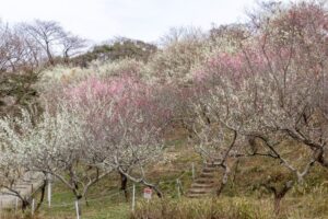 南部丘陵公園、梅、2月の春の花、三重県四日市市の観光・撮影スポットの画像と写真