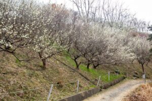 南部丘陵公園、梅、2月の春の花、三重県四日市市の観光・撮影スポットの画像と写真