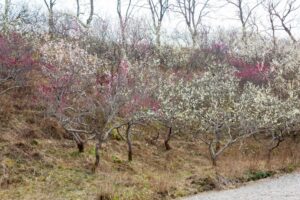 南部丘陵公園、梅、2月の春の花、三重県四日市市の観光・撮影スポットの画像と写真