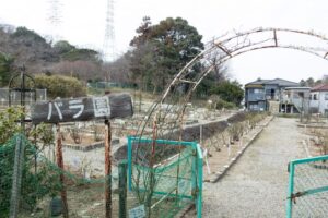 南部丘陵公園、バラ、5月の夏の花、三重県四日市市の観光・撮影スポットの画像と写真
