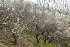 南部丘陵公園、梅、2月の春の花、三重県四日市市の観光・撮影スポットの画像と写真