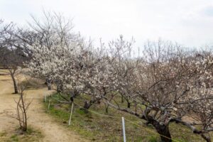 南部丘陵公園、梅、2月の春の花、三重県四日市市の観光・撮影スポットの画像と写真