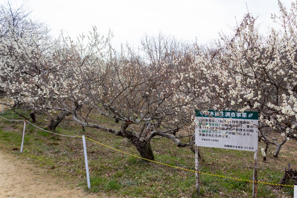 南部丘陵公園、梅、2月の春の花、三重県四日市市の観光・撮影スポットの画像と写真