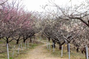 南部丘陵公園、梅、2月の春の花、三重県四日市市の観光・撮影スポットの画像と写真