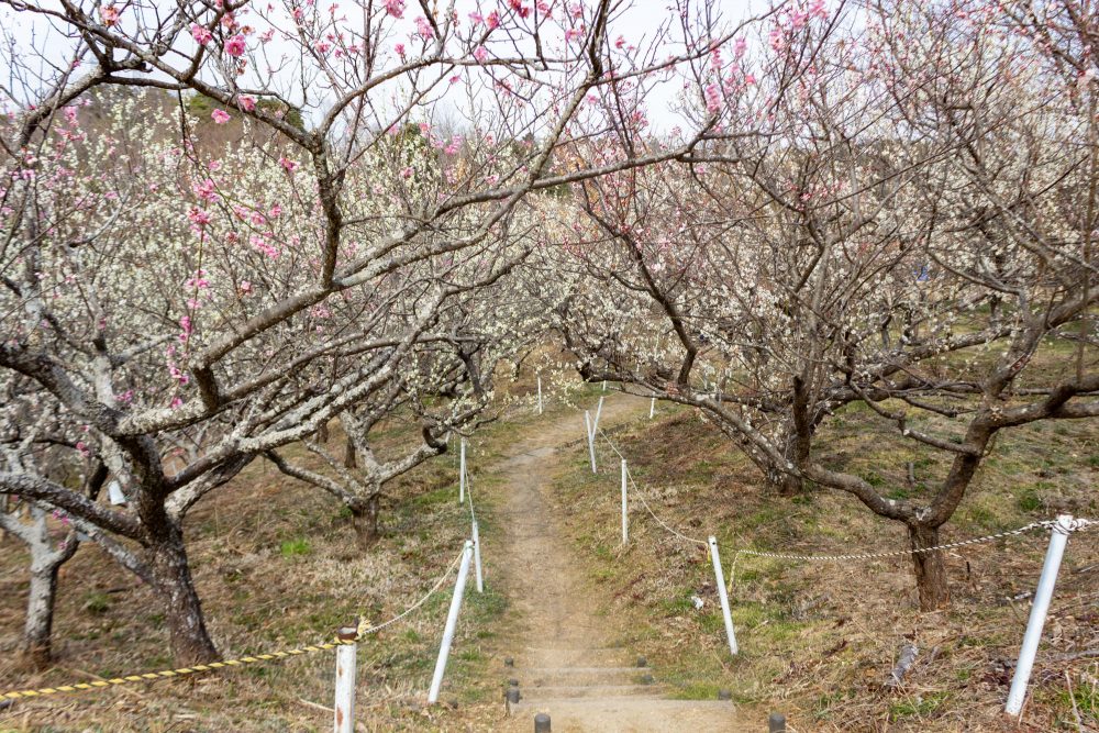 南部丘陵公園、梅、2月の春の花、三重県四日市市の観光・撮影スポットの画像と写真