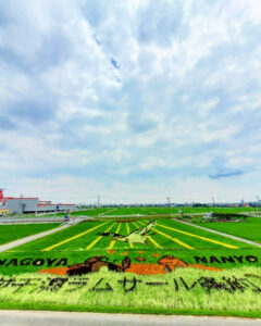 南陽町田んぼアート、7月夏、名古屋市港区の観光・撮影スポットの名所