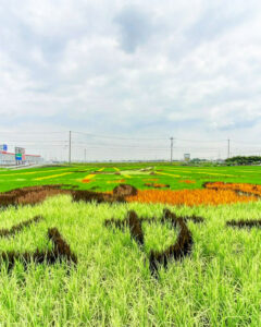 南陽町田んぼアート、7月夏、名古屋市港区の観光・撮影スポットの名所