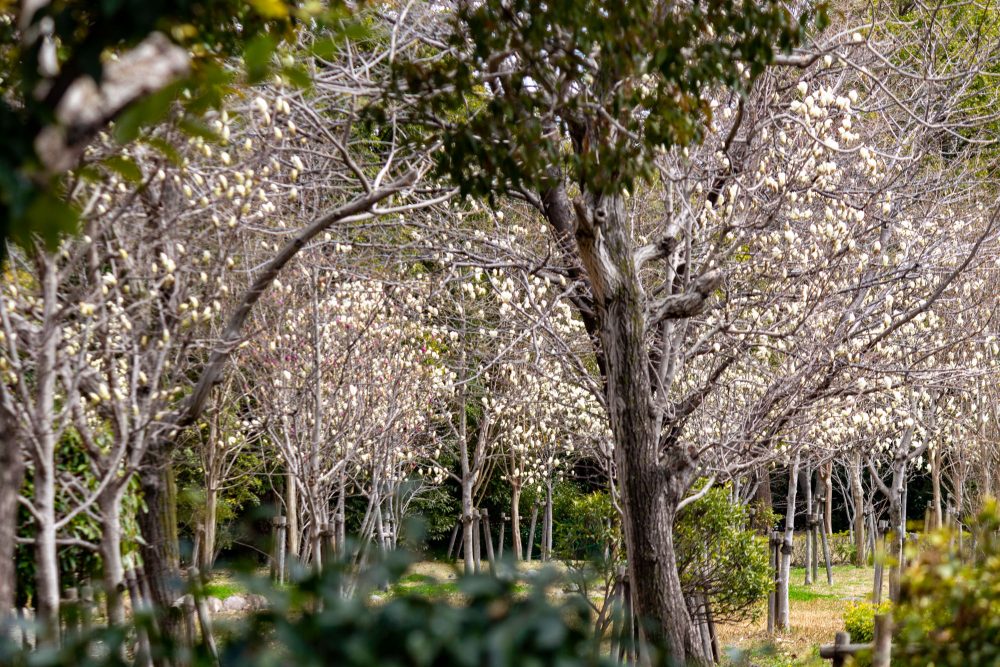 大垣浄化センター、モクレン、3月春の花、岐阜県大垣市の観光・撮影スポットの名所