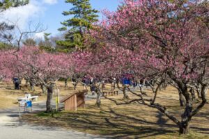 岡崎南公園　梅　愛知県岡崎市の観光・撮影スポットの写真と画像