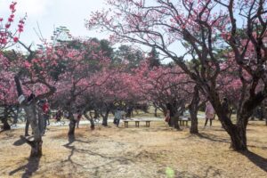 岡崎南公園　梅　愛知県岡崎市の観光・撮影スポットの写真と画像