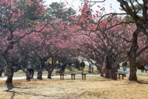 岡崎南公園　梅　愛知県岡崎市の観光・撮影スポットの写真と画像