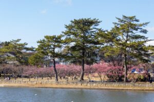 岡崎南公園　梅　愛知県岡崎市の観光・撮影スポットの写真と画像