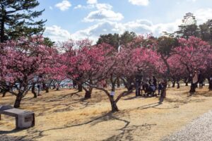 岡崎南公園　梅　愛知県岡崎市の観光・撮影スポットの写真と画像