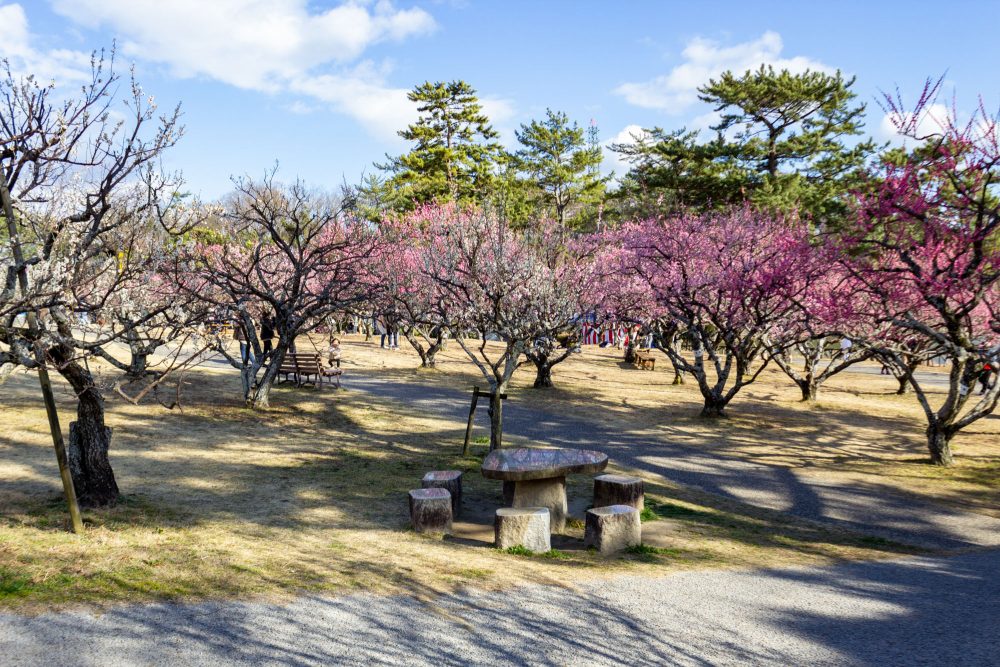 岡崎南公園　梅　愛知県岡崎市の観光・撮影スポットの写真と画像