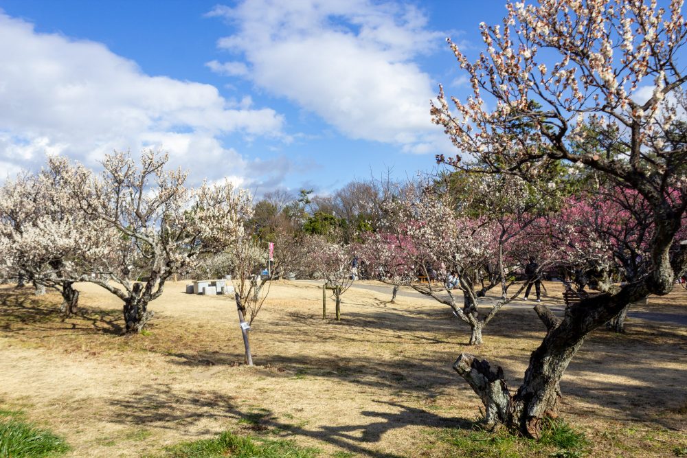 岡崎南公園　梅　愛知県岡崎市の観光・撮影スポットの写真と画像