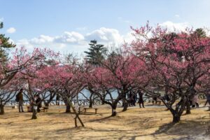 岡崎南公園　梅　愛知県岡崎市の観光・撮影スポットの写真と画像