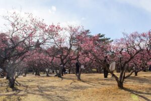 岡崎南公園　梅　愛知県岡崎市の観光・撮影スポットの写真と画像